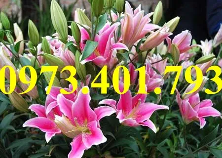 củ giống hoa ly8_result.webp