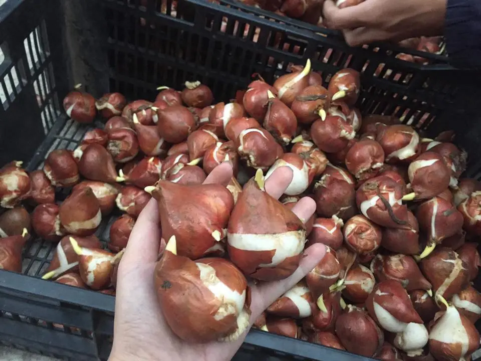 củ giống hoa tulip-2.webp