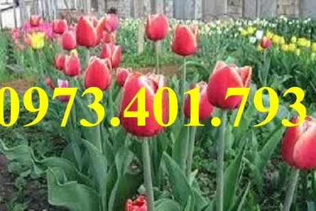 cu giong hoa tulip1_result.webp