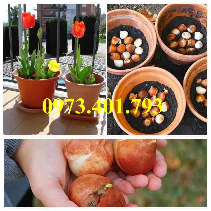 cu giong hoa tulip2_result.webp