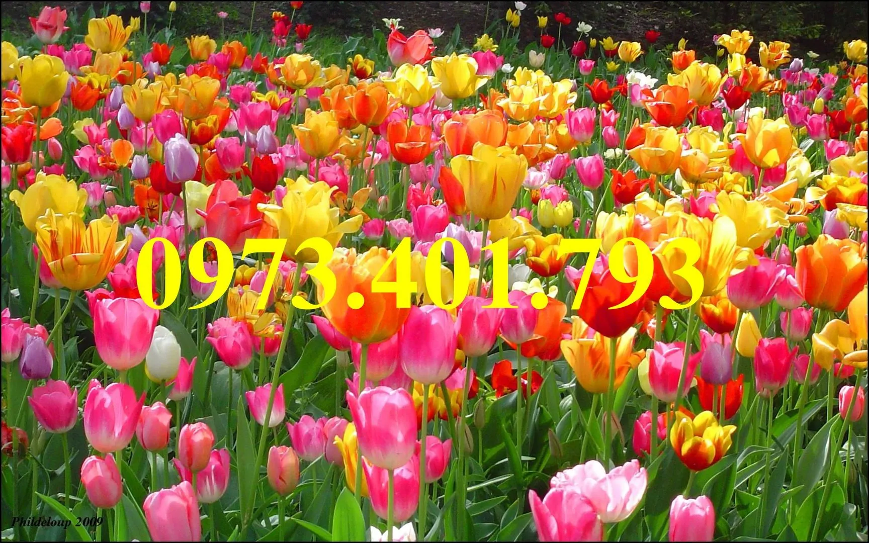 cu giong hoa tulip3_result.webp