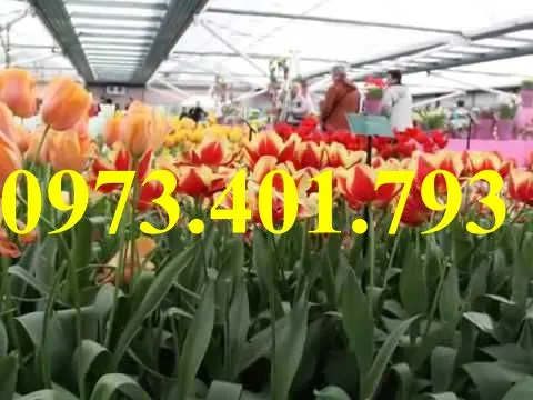 cu giong hoa tulip4_result.webp