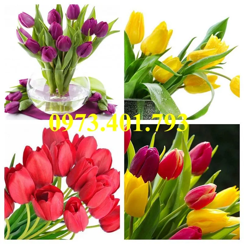 cu giong hoa tulip5_result.webp