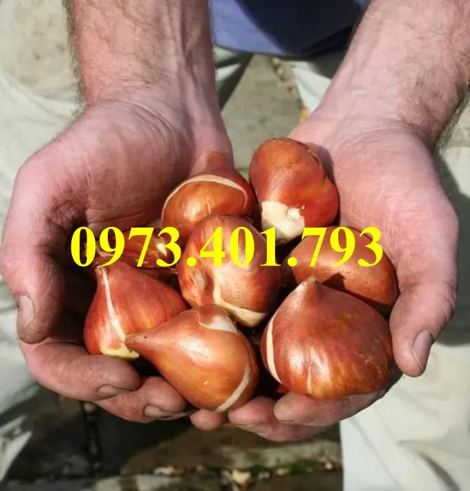 cu giong hoa tulip9_result.webp