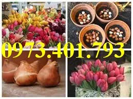 cu giong hoa tulip_result.webp