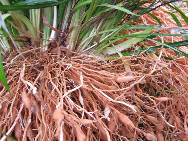 củ mạch môn.webp