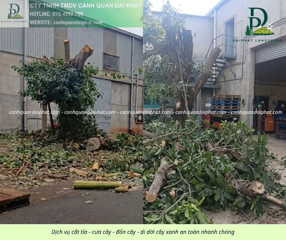 Cưa cây - đốn cây - di dời cây 050429 1.webp