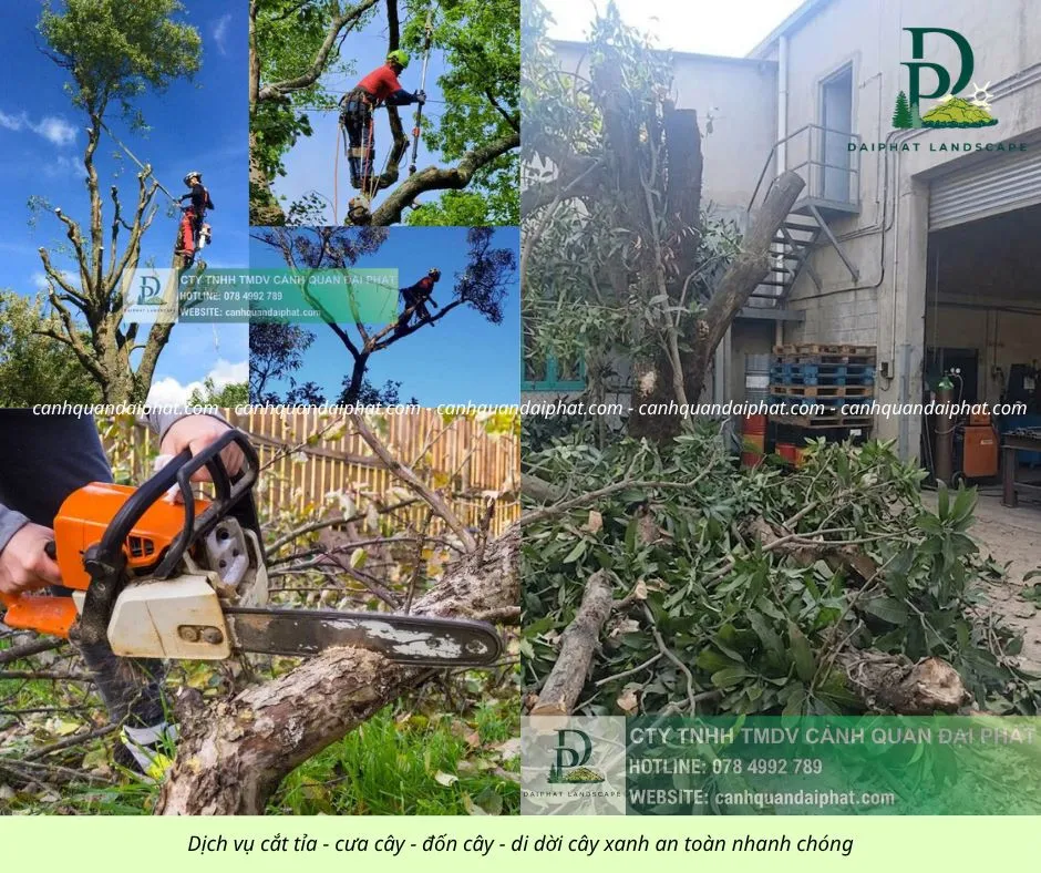 Cưa cây - đốn cây - di dời cây 170426 1.webp