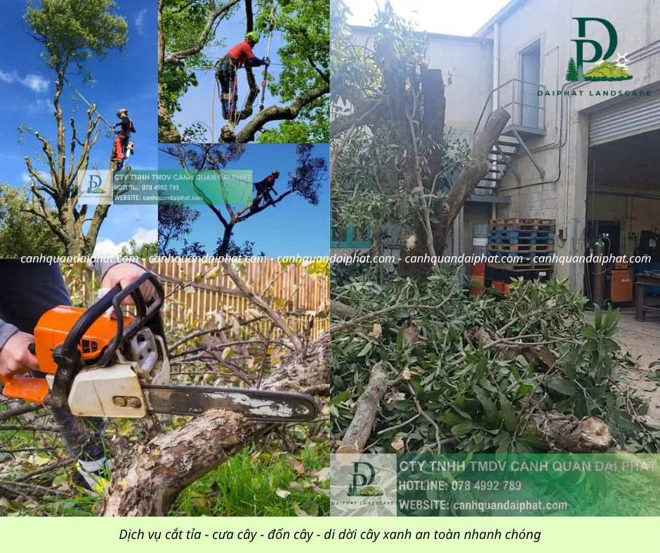 Cưa cây - đốn cây - di dời cây 170426 1.webp