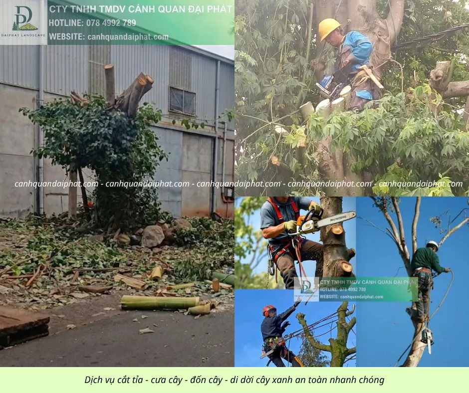 Cưa cây - đốn cây - di dời cây 170426 2.webp
