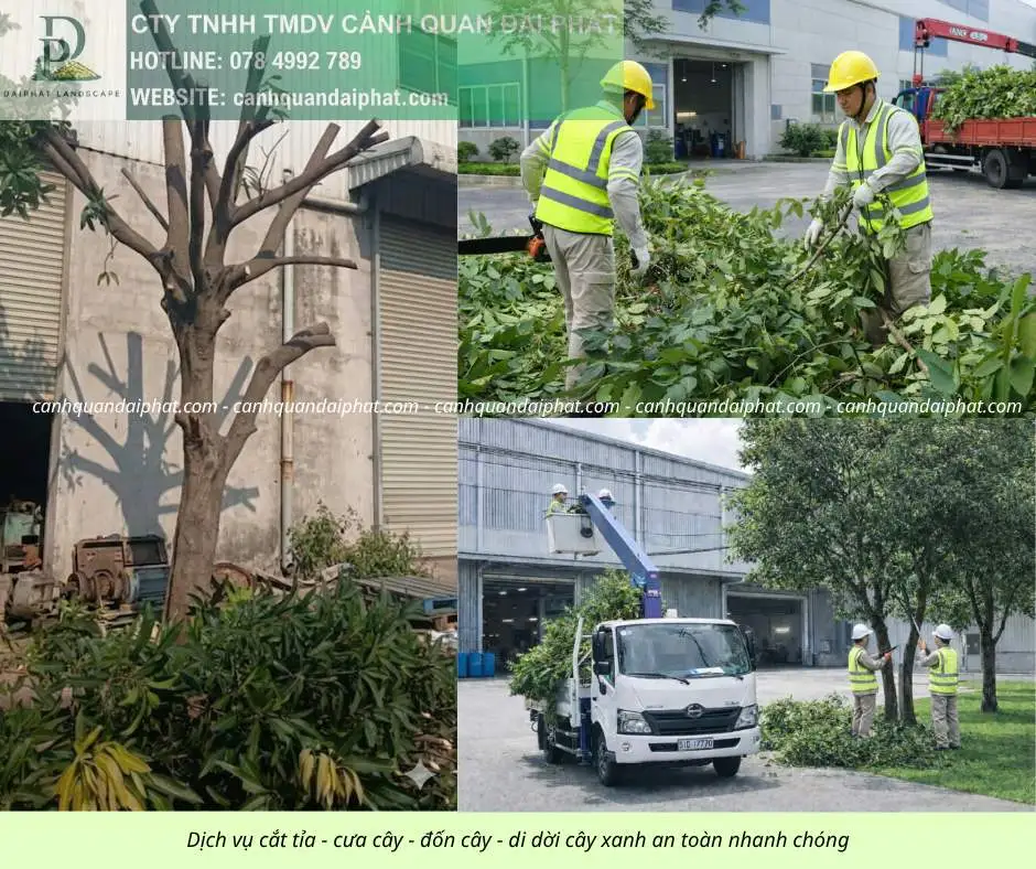 Cưa cây - đốn cây - di dời cây 200426 3.webp