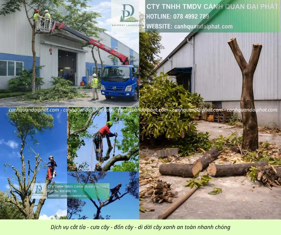 Cưa cây - đốn cây - di dời cây 200426 4.webp