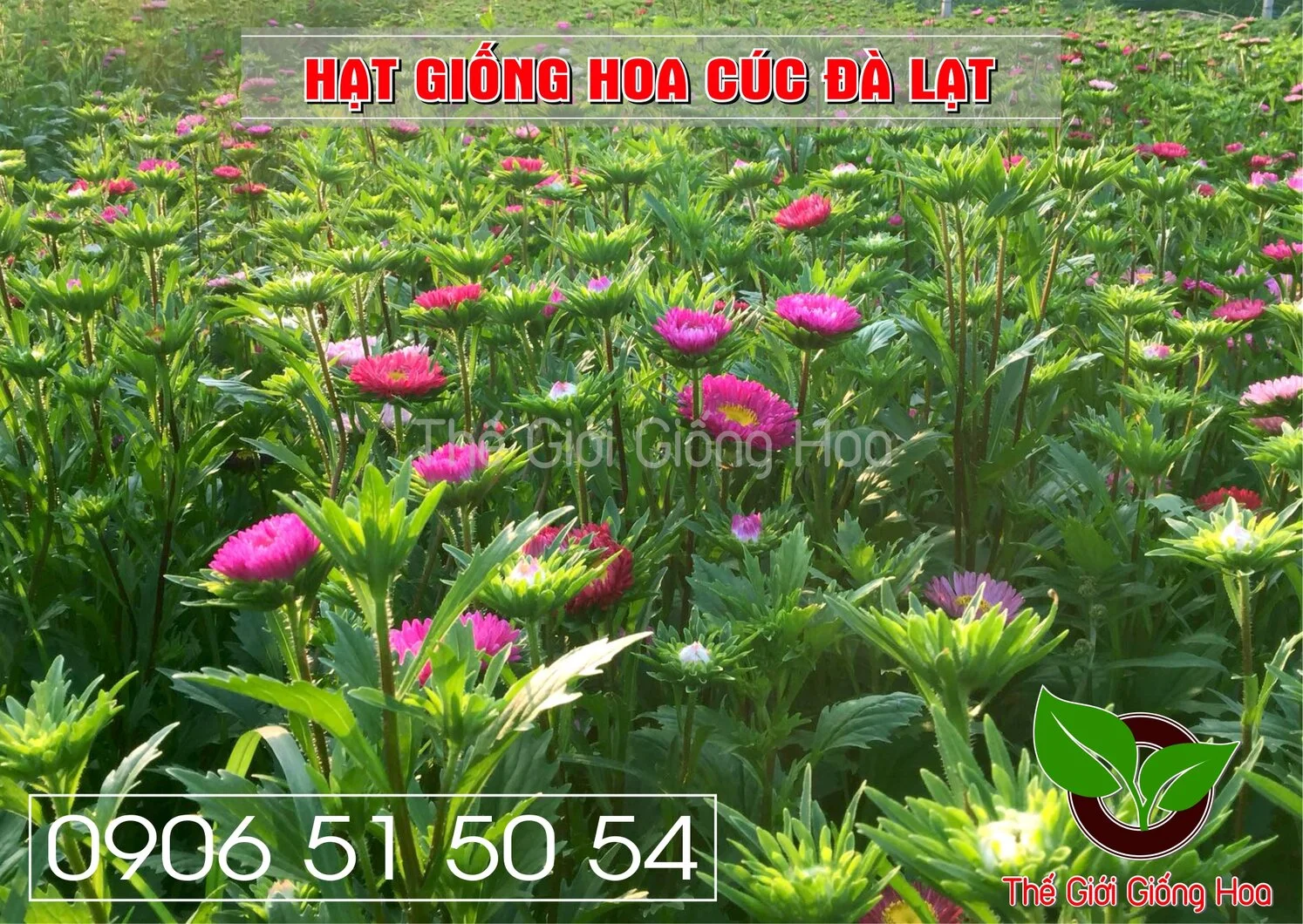 CUC DA LAT 1.webp
