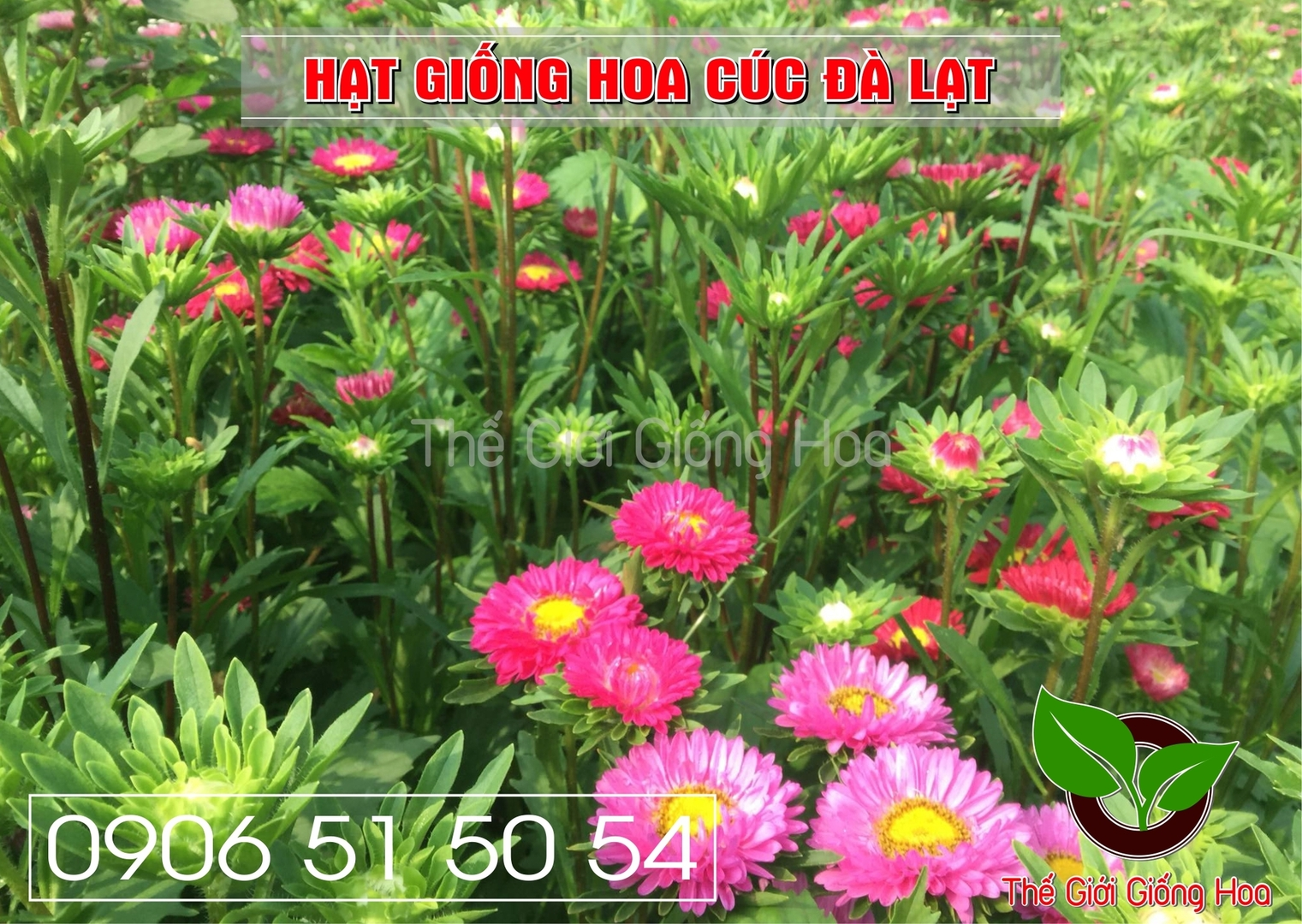 CUC DA LAT 10.webp