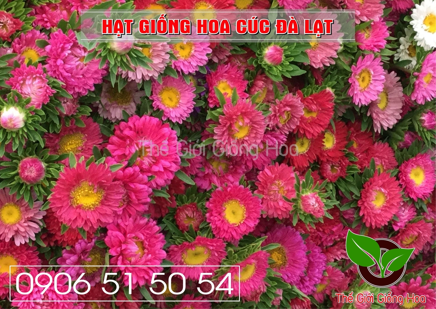 CUC DA LAT 3.webp