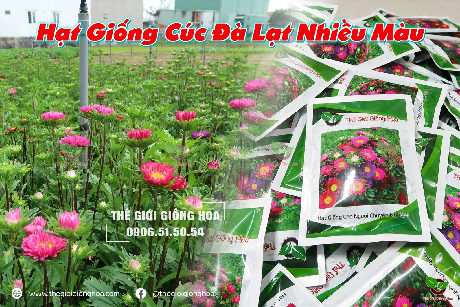 CUC DA LAT 41.webp