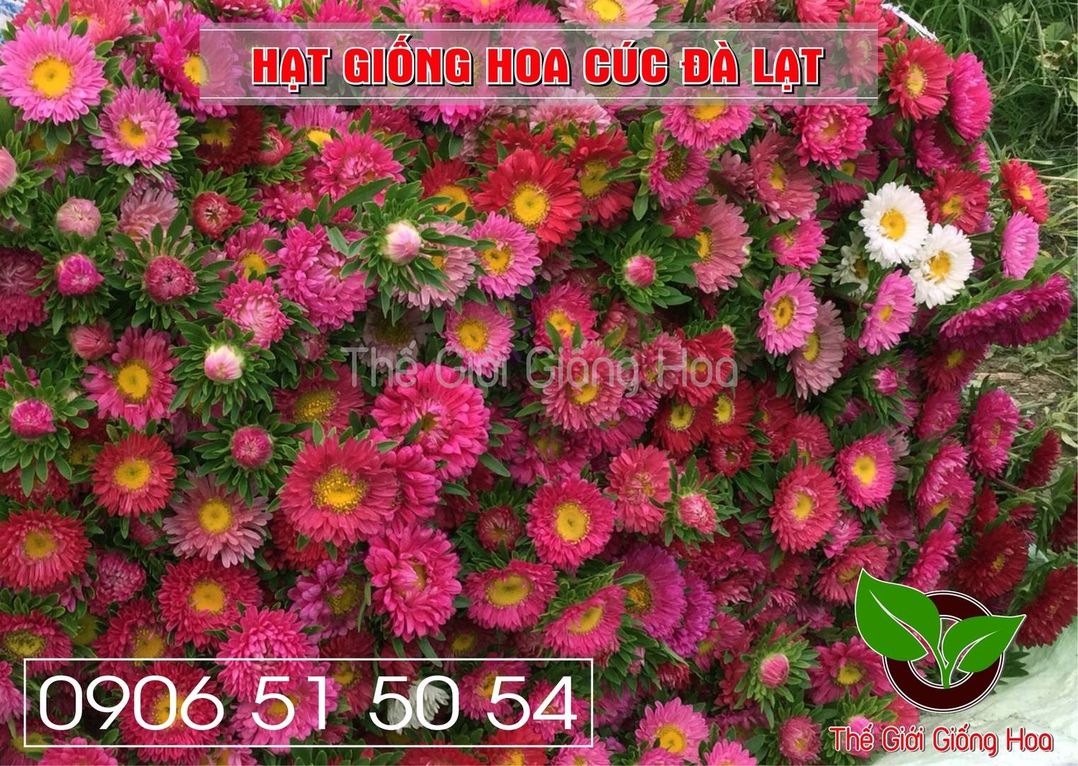 CUC DA LAT 9.webp