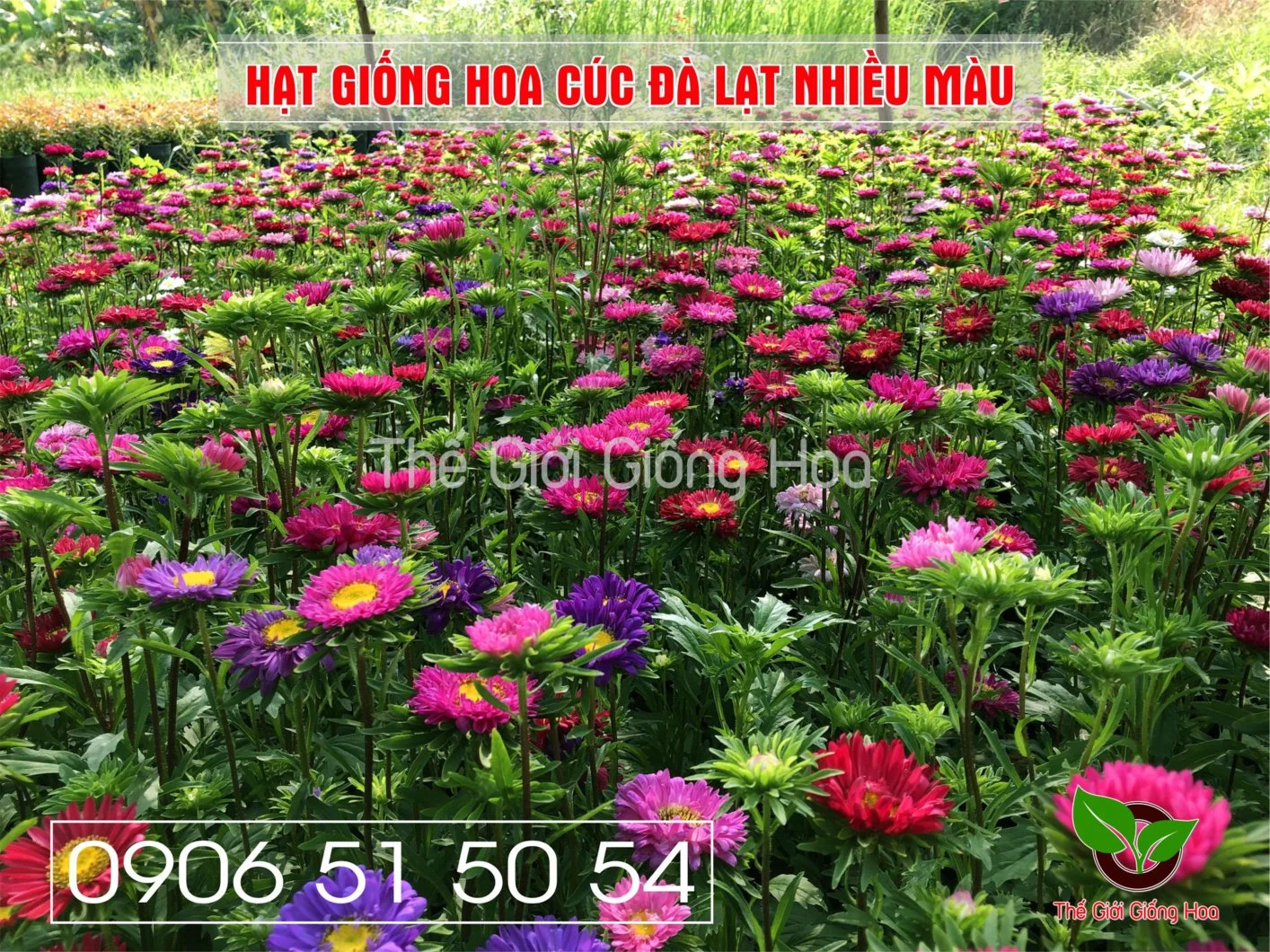 Cuc Dalat Nhieu Mau 1.webp