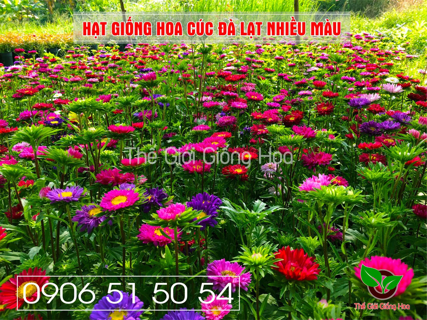 Cuc Dalat Nhieu Mau 1.webp