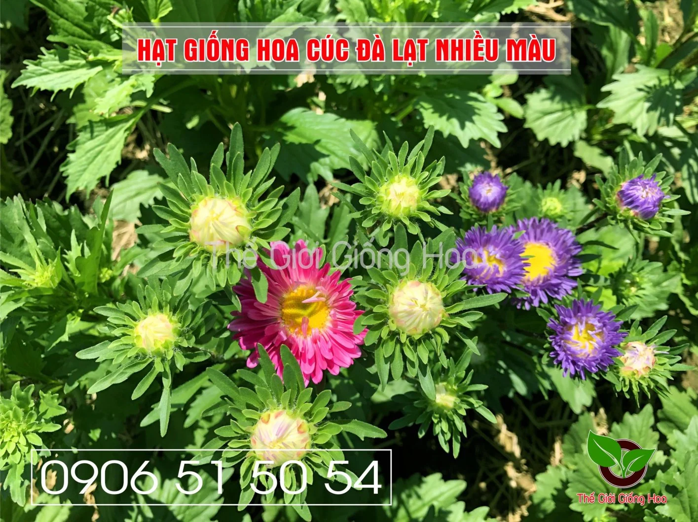 Cuc Dalat Nhieu Mau 10.webp