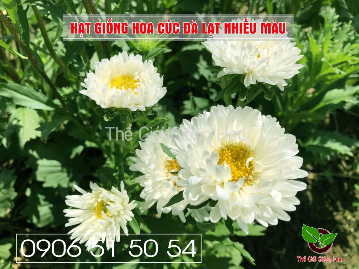 Cuc Dalat Nhieu Mau 12.webp