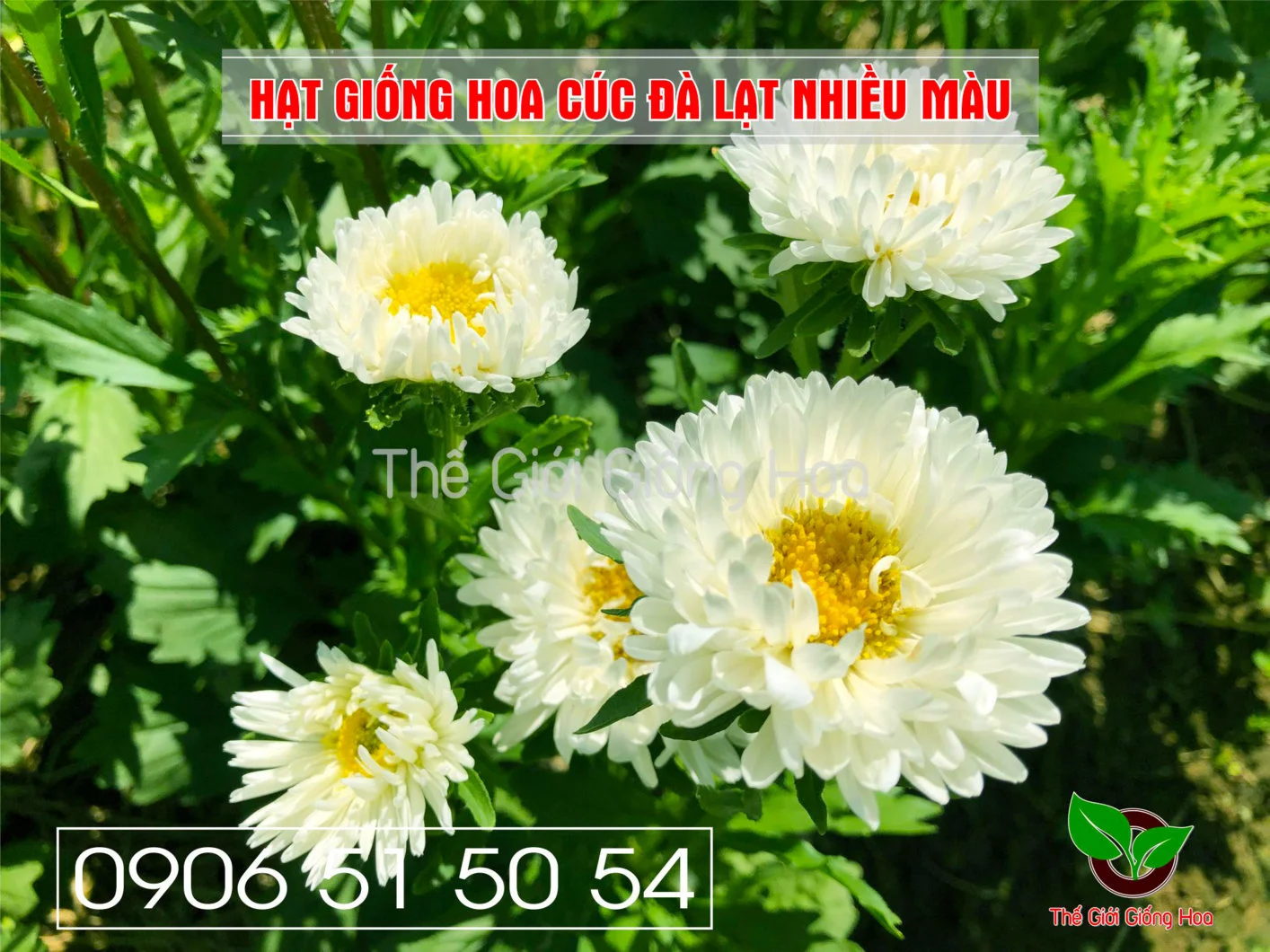 Cuc Dalat Nhieu Mau 12.webp