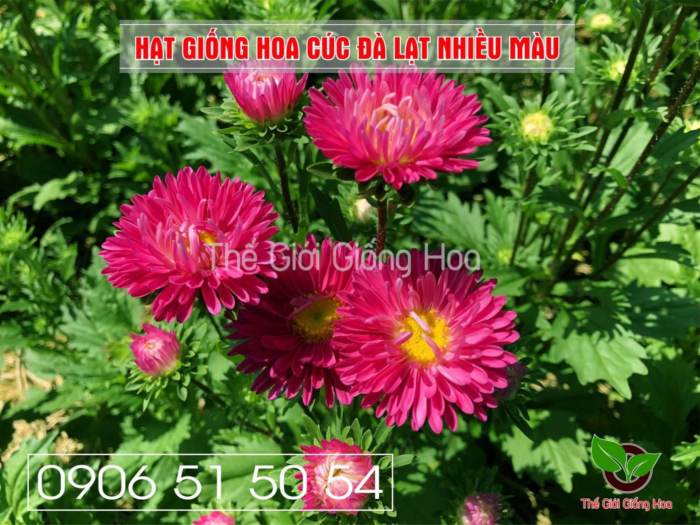 Cuc Dalat Nhieu Mau 13.webp