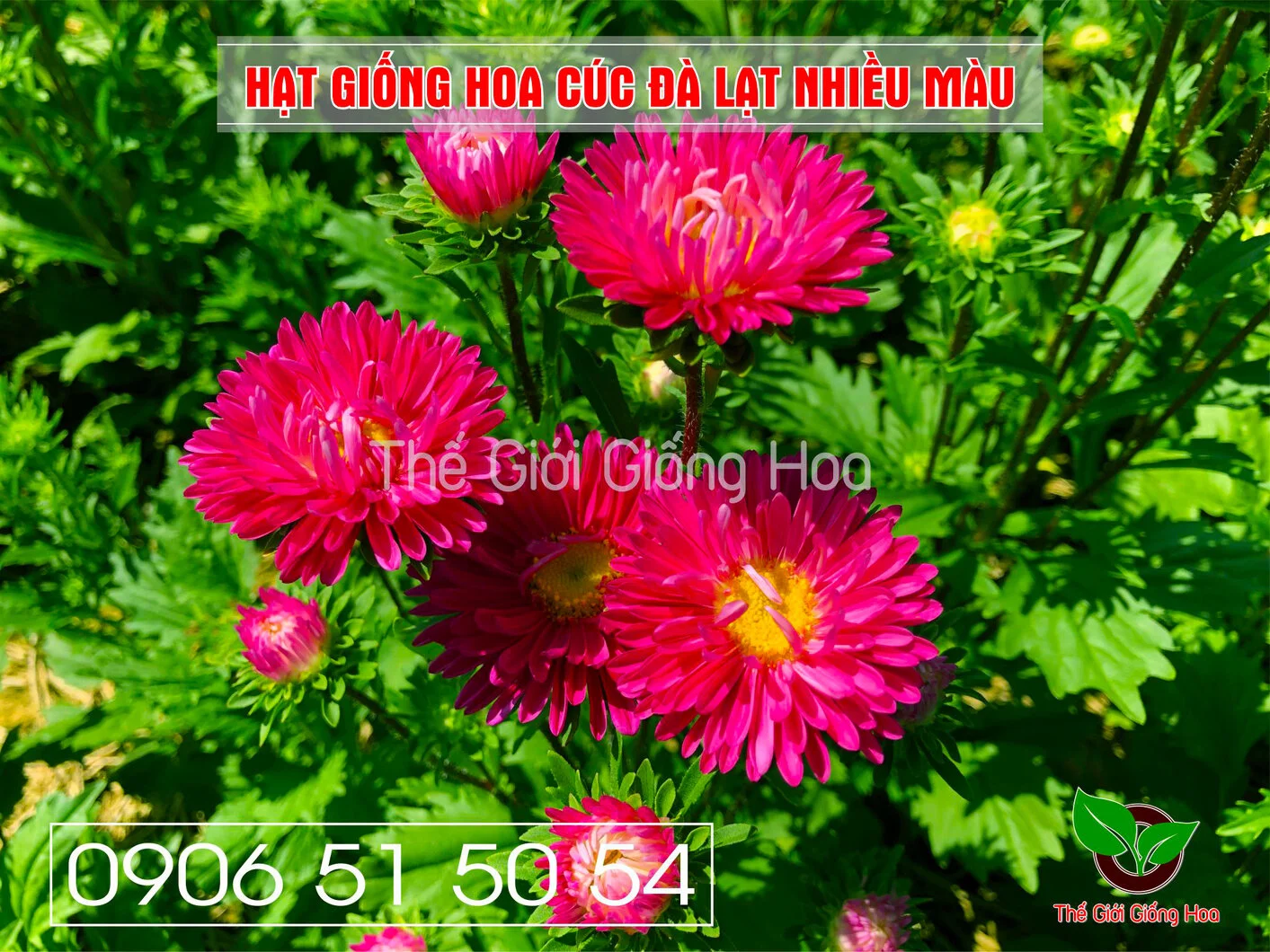 Cuc Dalat Nhieu Mau 13.webp