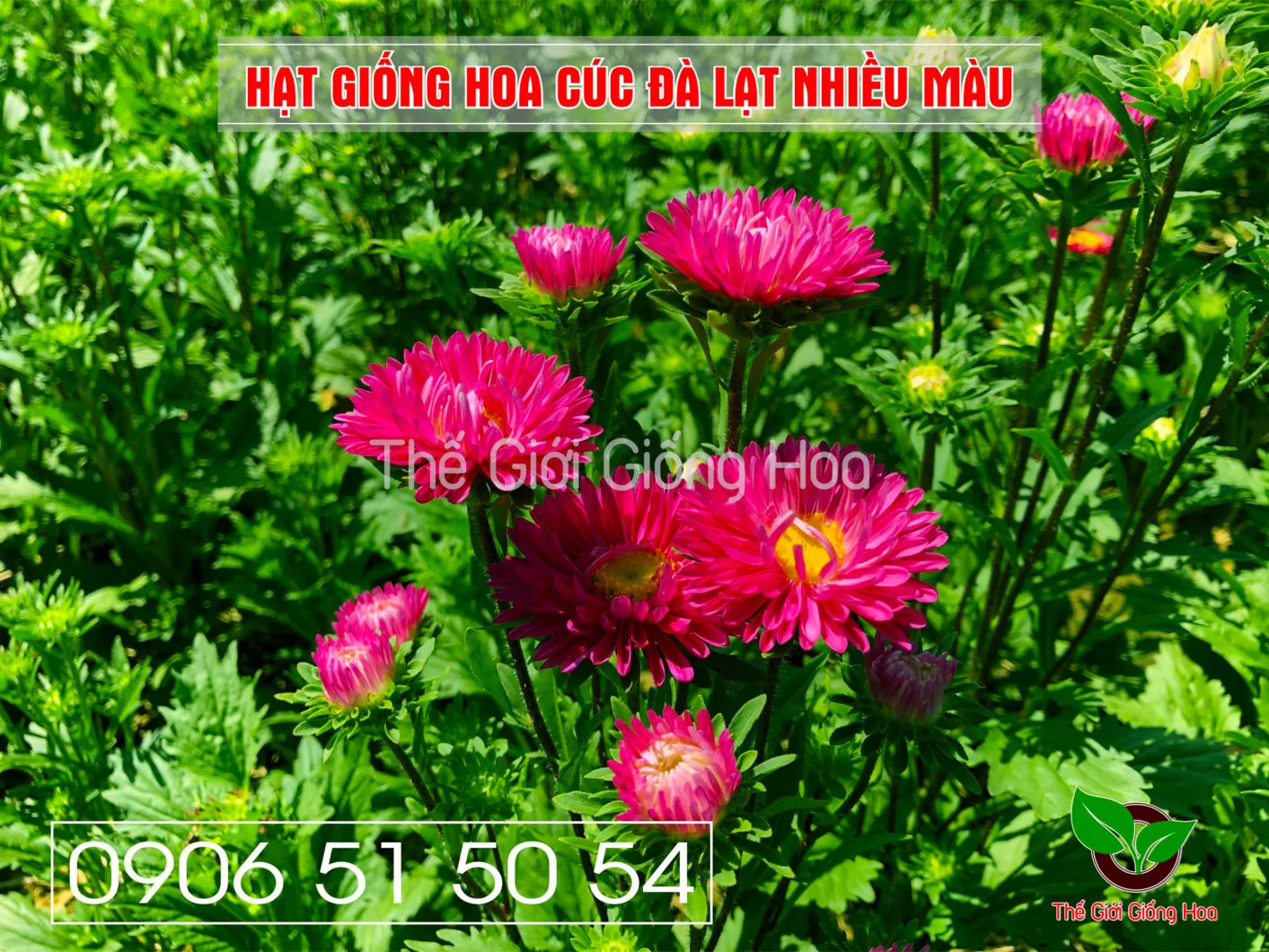 Cuc Dalat Nhieu Mau 14.webp
