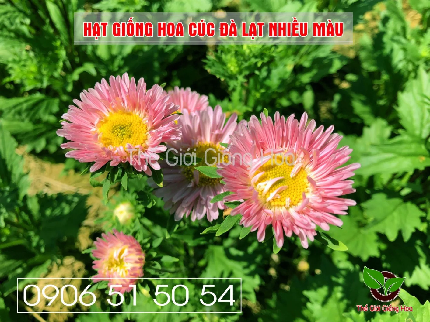 Cuc Dalat Nhieu Mau 15.webp