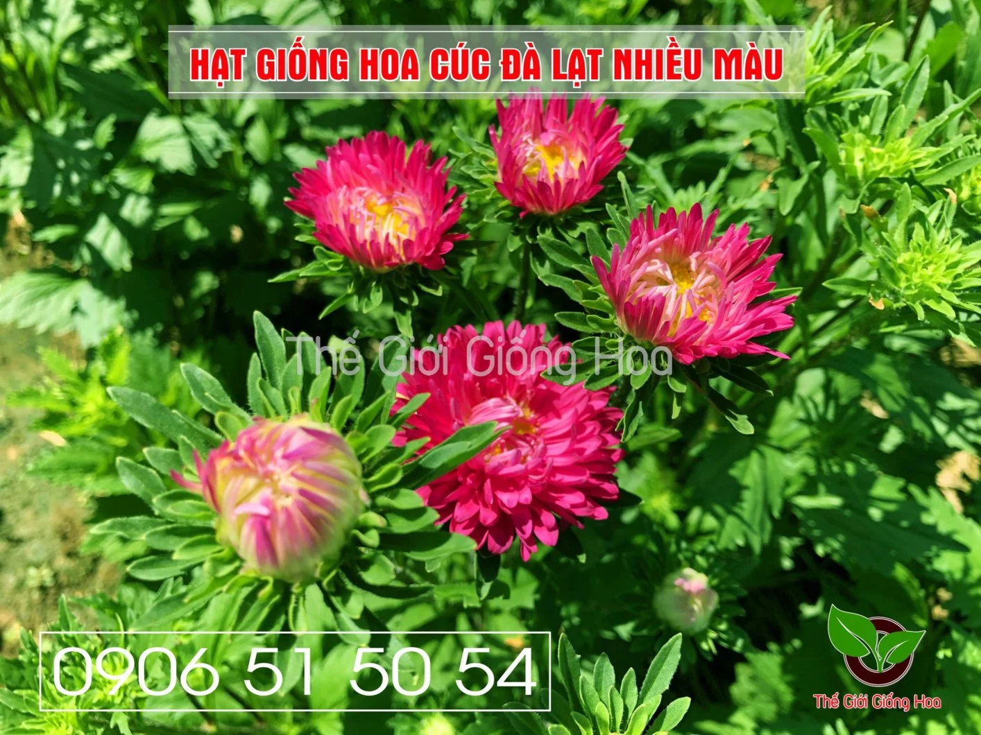 Cuc Dalat Nhieu Mau 16.webp