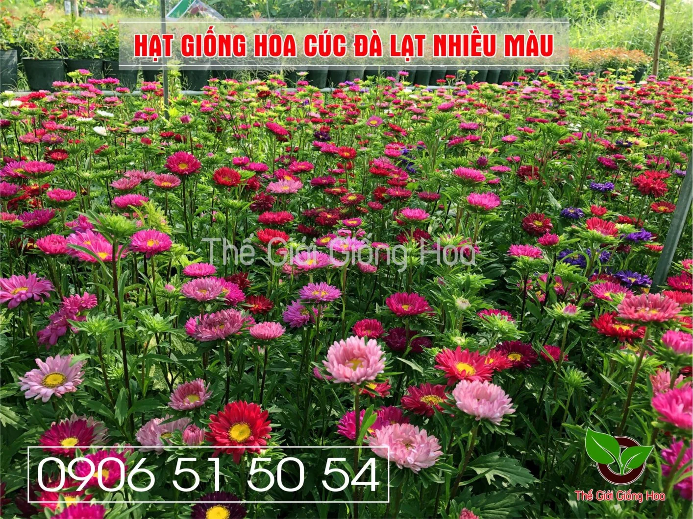 Cuc Dalat Nhieu Mau 2.webp