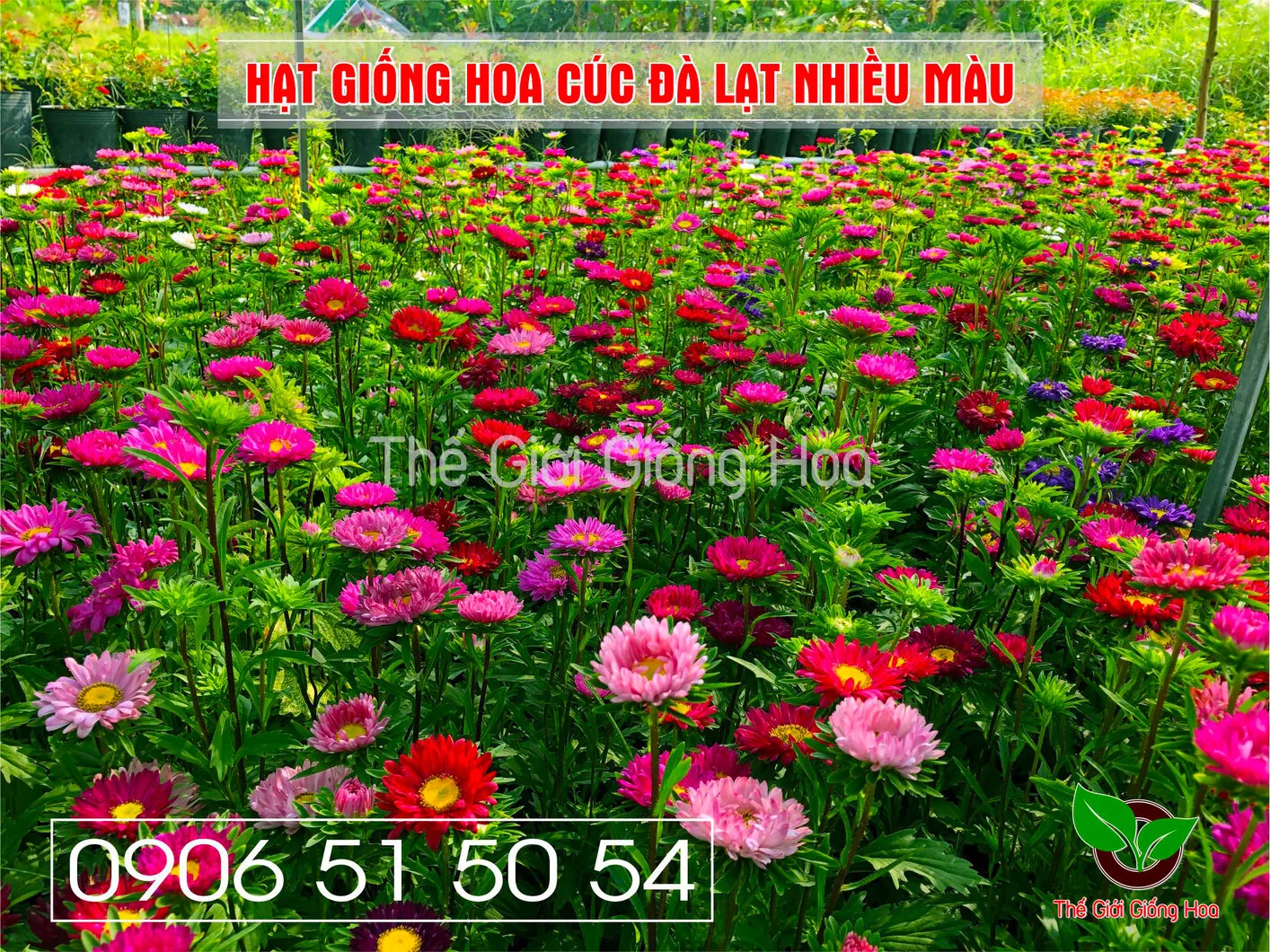 Cuc Dalat Nhieu Mau 2.webp