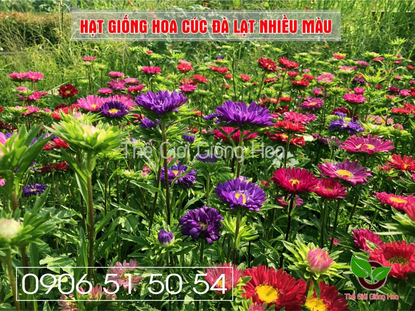 Cuc Dalat Nhieu Mau 3.webp
