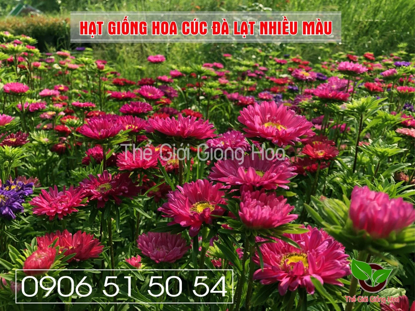 Cuc Dalat Nhieu Mau 4.webp