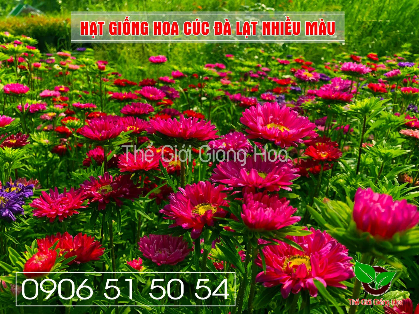 Cuc Dalat Nhieu Mau 4.webp
