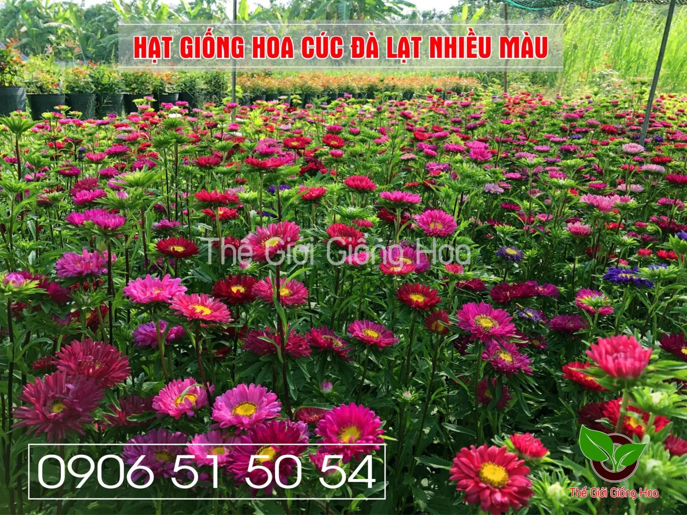 Cuc Dalat Nhieu Mau 5.webp