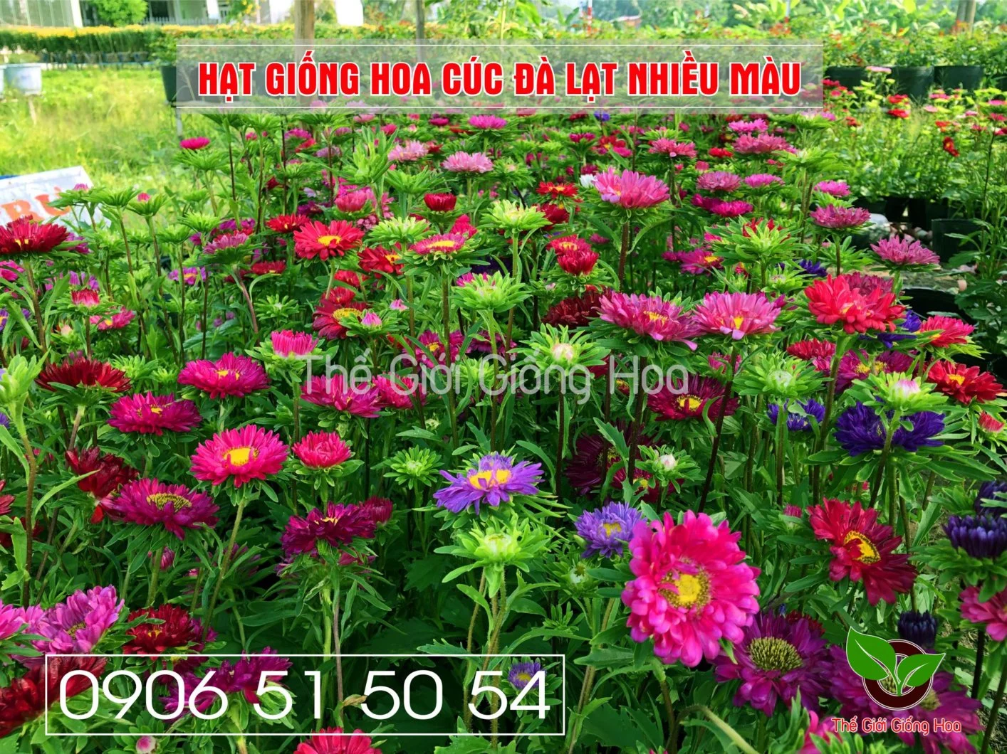 Cuc Dalat Nhieu Mau 7.webp