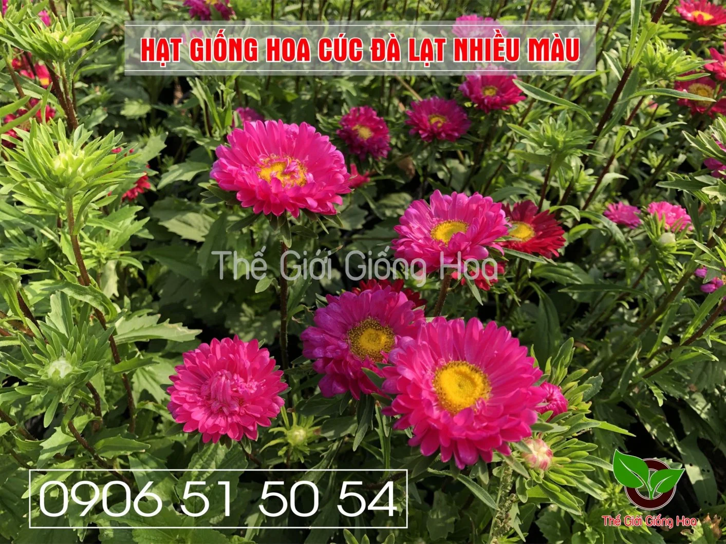 Cuc Dalat Nhieu Mau 8.webp