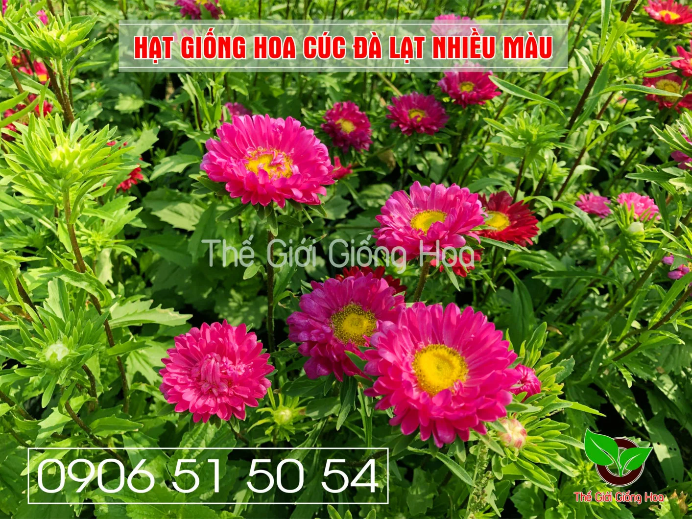 Cuc Dalat Nhieu Mau 8.webp