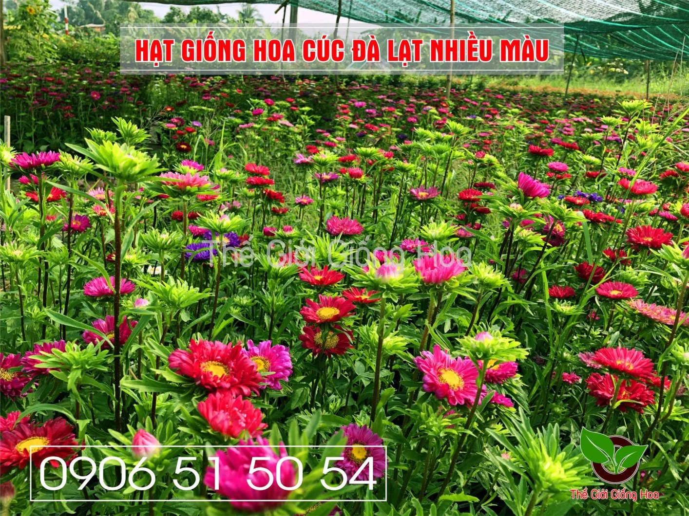 Cuc Dalat Nhieu Mau 9.webp