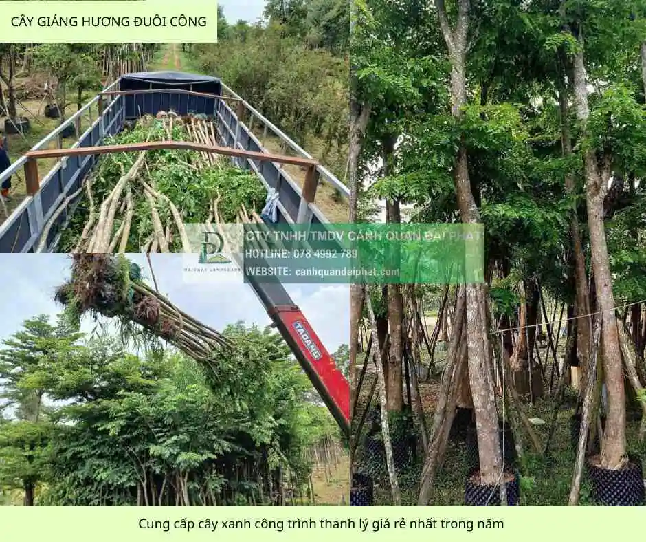 cung cấp cây xanh công trình giả rẻ nhất đồng nai 7.webp