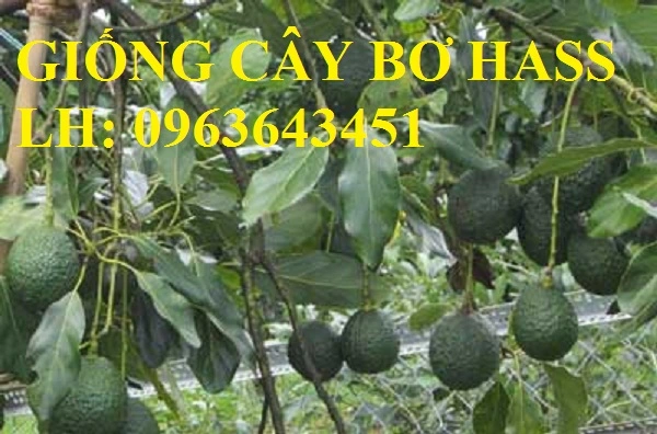 cung-cap-giong-cay-bo-hass-trai-vu-dinh-duong-cao-7.webp