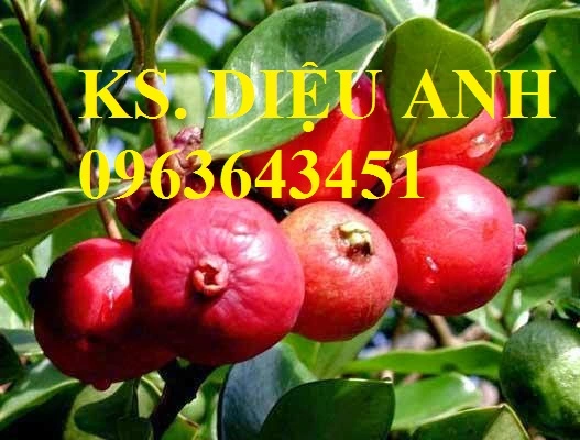 cung cấp giống ổi tím - chat luong - 096.861.5459.webp