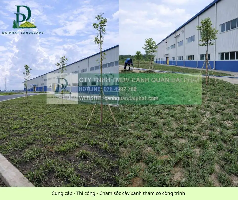 Cung cấp thi công chăm sóc cây xanh thảm cỏ công trình Đồng Nai  070326 2.webp