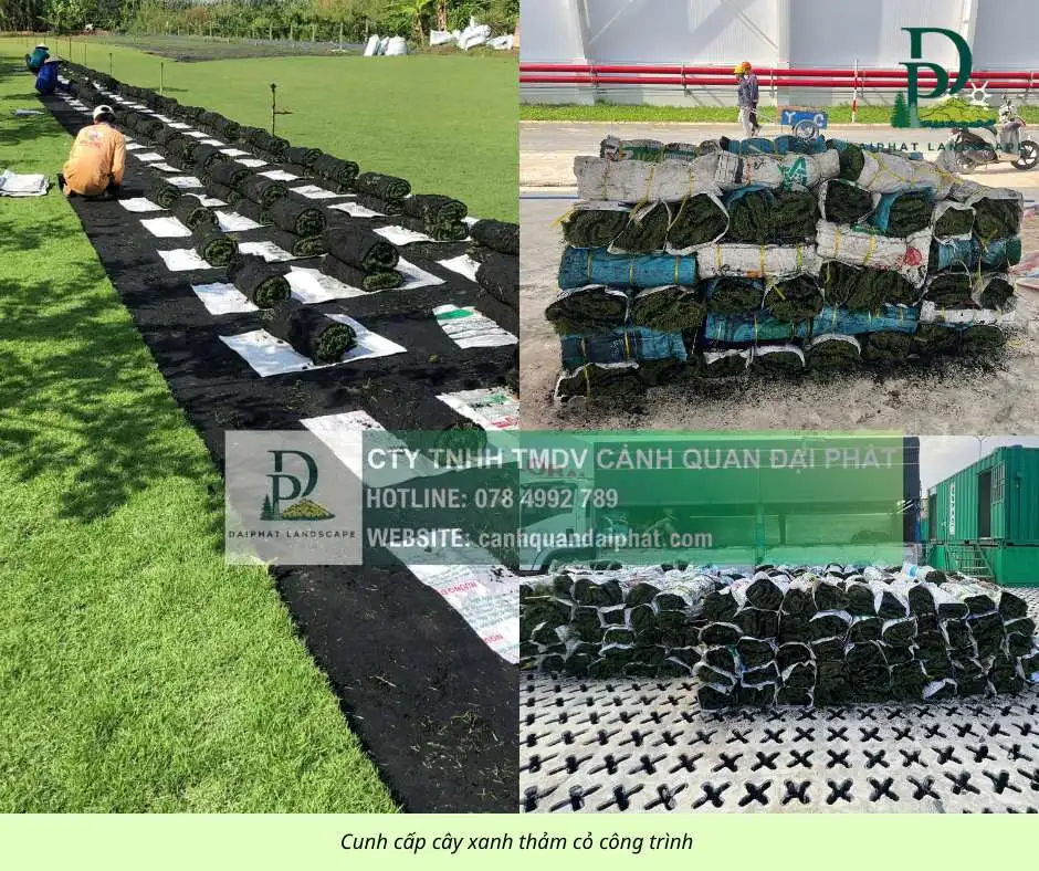 Cung cấp thi công chăm sóc cây xanh thảm cỏ công trình Đồng Nai  070326 6.webp