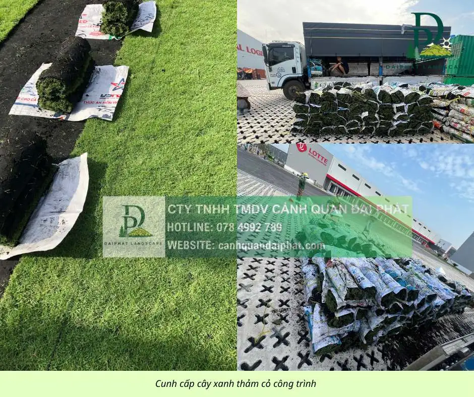Cung cấp thi công chăm sóc cây xanh thảm cỏ công trình Đồng Nai  070326 7.webp