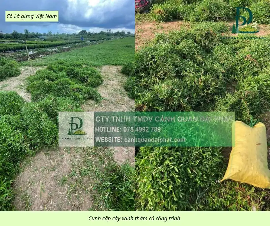 Cung cấp thi công chăm sóc cây xanh thảm cỏ công trình Đồng Nai  220326 3.webp