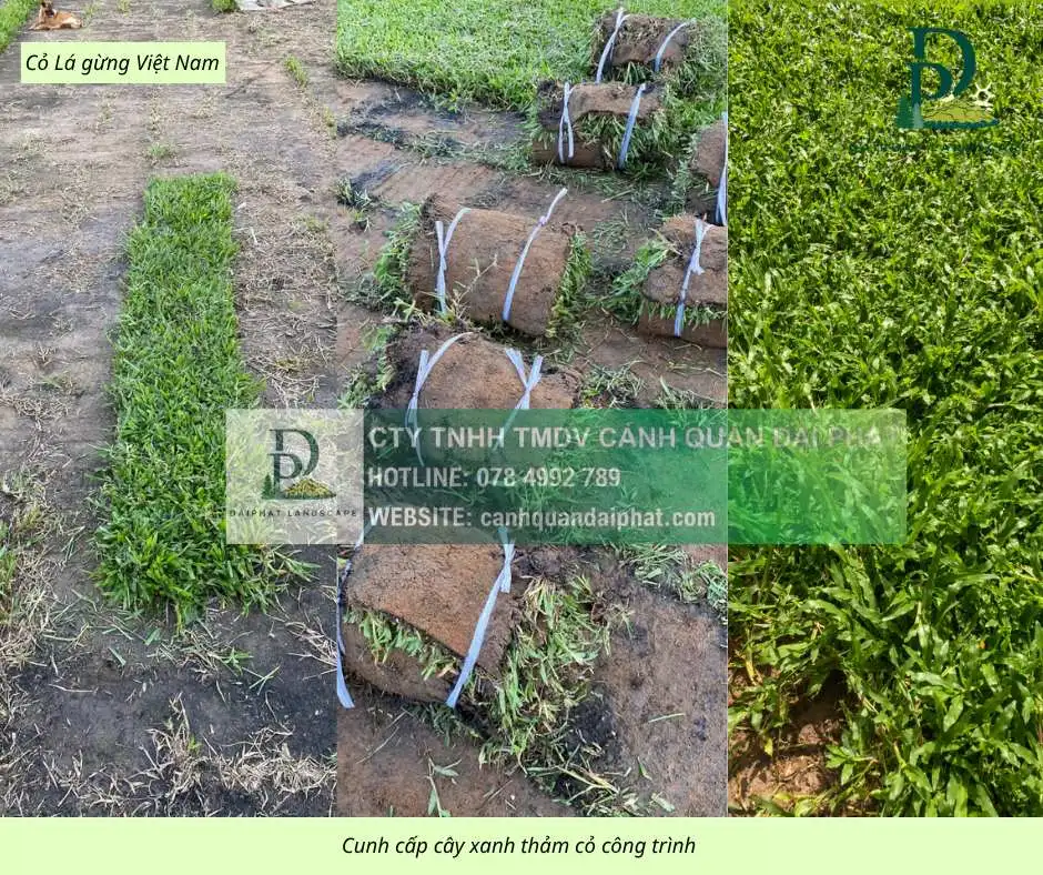 Cung cấp thi công chăm sóc cây xanh thảm cỏ công trình Đồng Nai  220326 4.webp