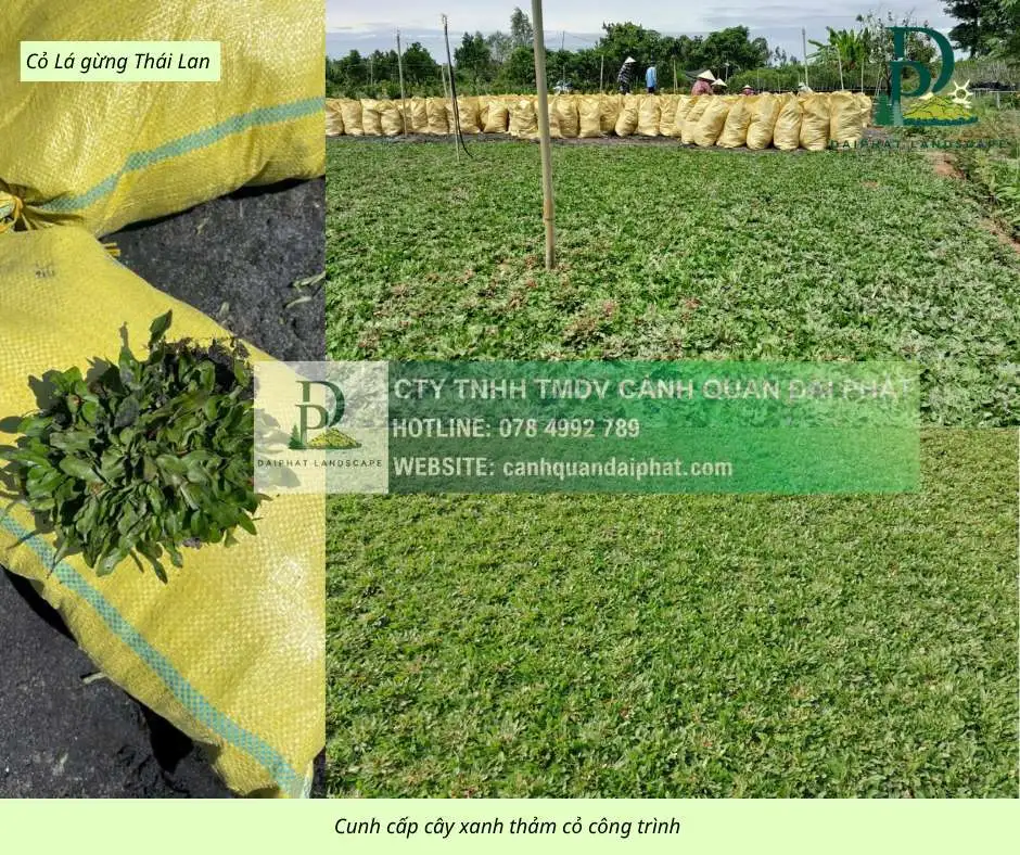 Cung cấp thi công chăm sóc cây xanh thảm cỏ công trình Đồng Nai  220326 5.webp